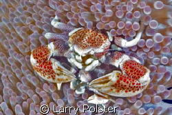 Porcelain crab by Larry Polster 